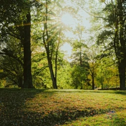 Wald in Mecklenburg (Symbolbild für Sternradeln in Mecklenburg)