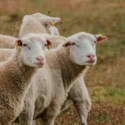 Schafe im Münsterland (Symbolbild für Sternradeln im Münsterland)